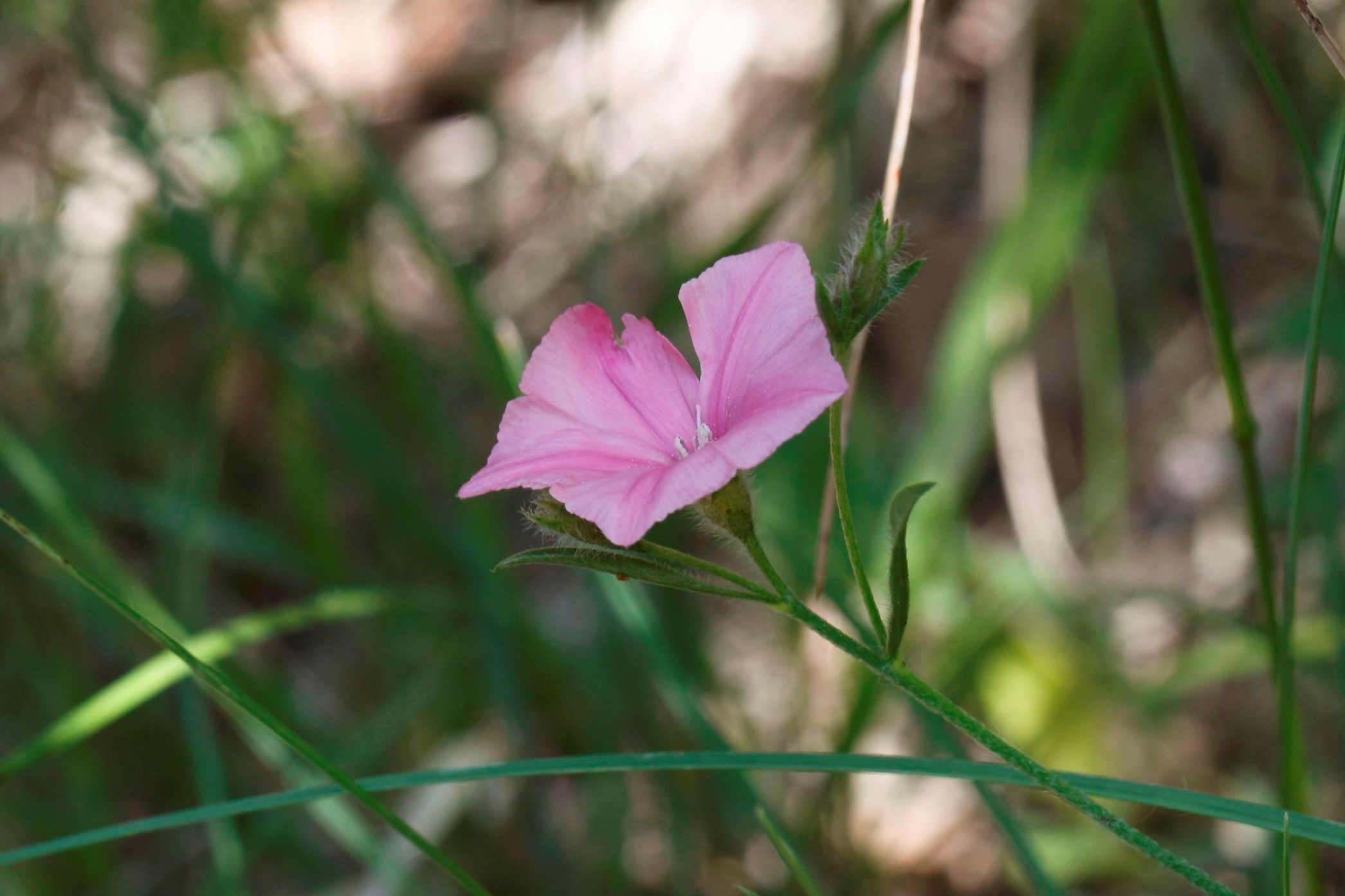 Convolvulus catabrica